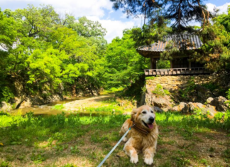 1인 1멍 귀농 – 반려견 위키와 귀농한 디시인 이야기