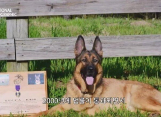 폭발물 탐지견 루카: 전장의 영웅에서 가정의 사랑스러운 반려견으로