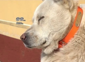 스님 멍멍이 심돌이: 자유로운 영혼을 가진 겸손한 개 심돌의 풍성한 식사 이야기