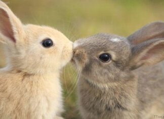 세계에서 가장 많이 소비되는 육류 TOP 10! 인기 음식과 먹는 이유 알아보기