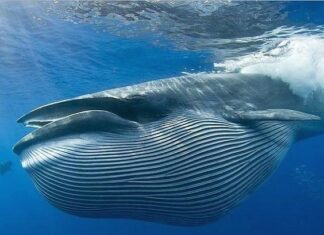 지구에서 가장 거대한 동물 TOP 15: 극적인 크기와 위협적인 체구를 자랑하는 야생 생물들