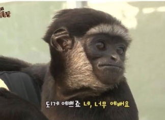 멸종 위기 검은손 긴팔 원숭이 ‘깜보’: 사랑과 용기의 이야기, 희귀 야생동물 보호의 길