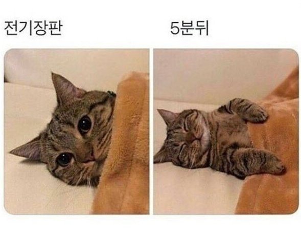 cats.jpg